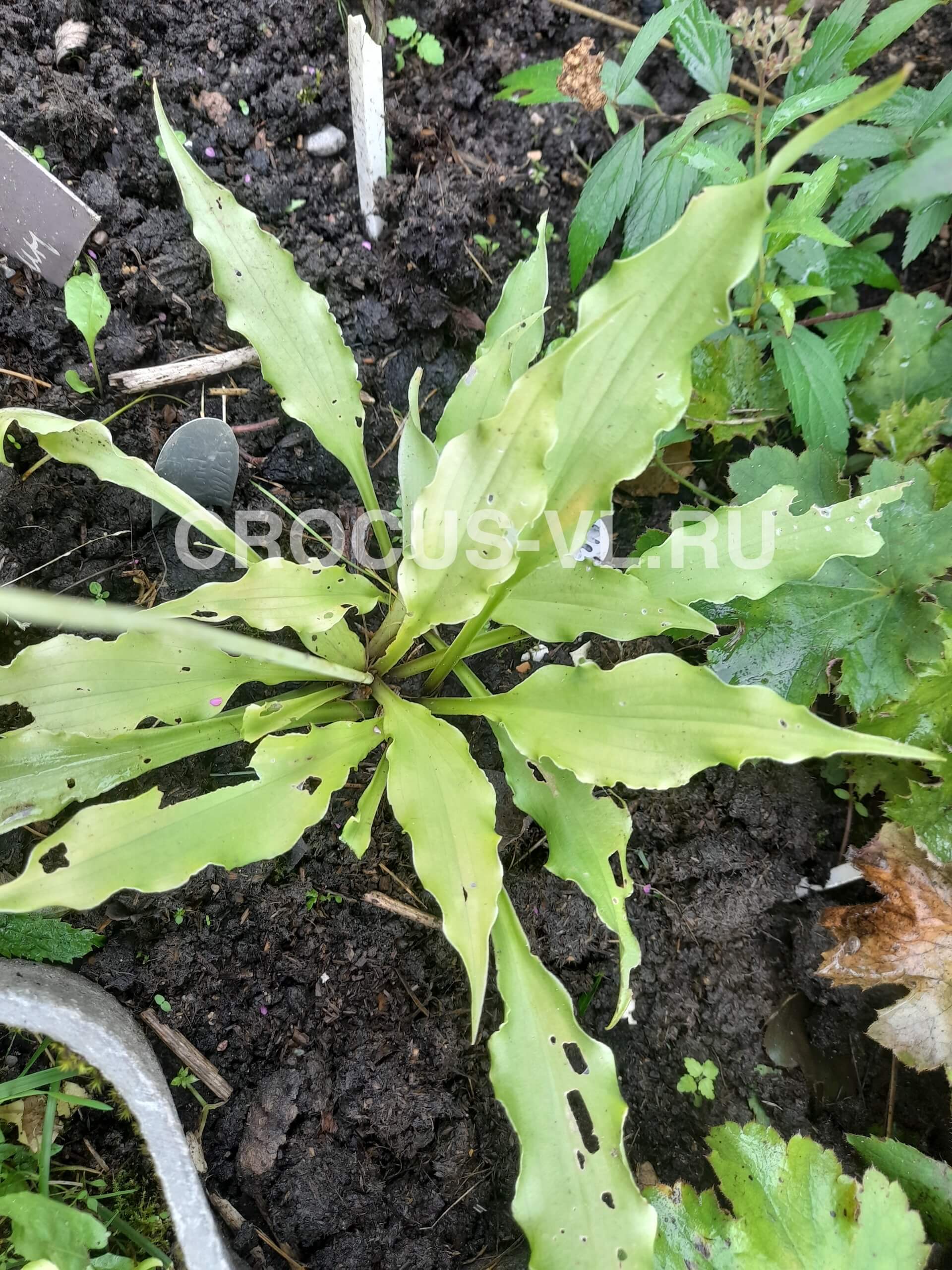 Хоста гибридная «Wiggles and Squiggles»